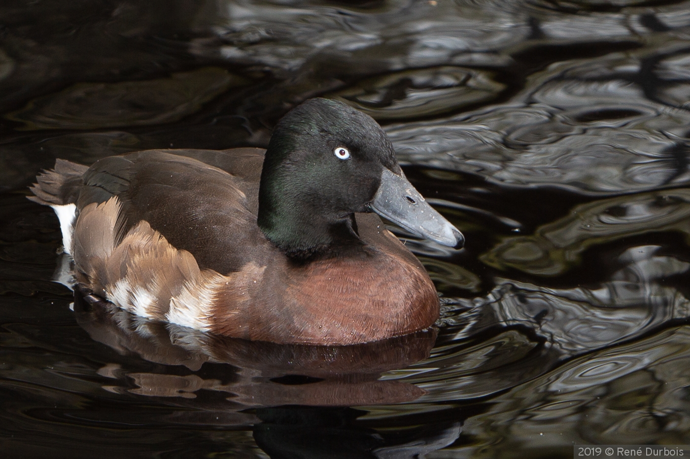 Female Immature Tufted Duck by René Durbois