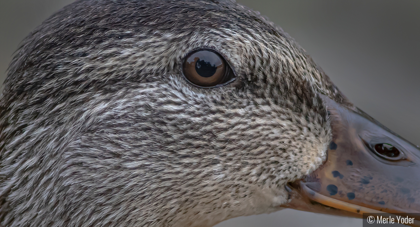 Female Mallard Close Up by Merle Yoder