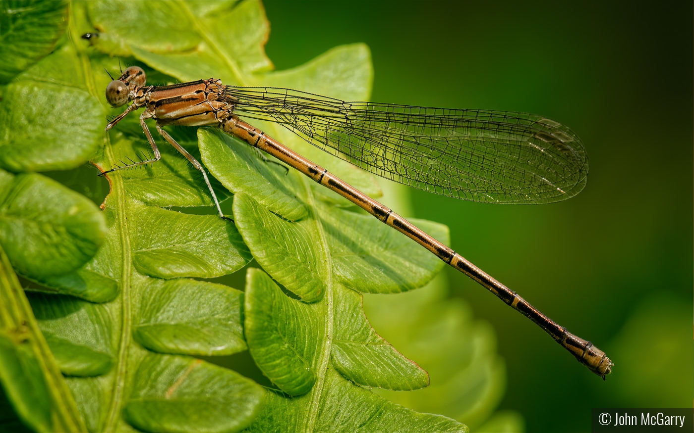 Female Violet Dancer Damselfly by John McGarry