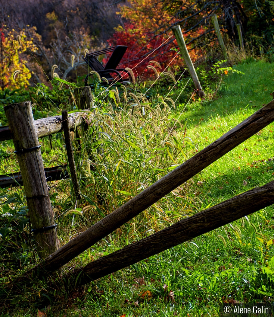 Fences by Alene Galin