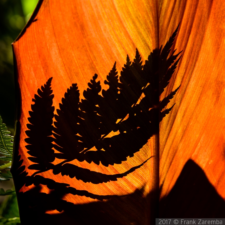 Fern Shadow by Frank Zaremba