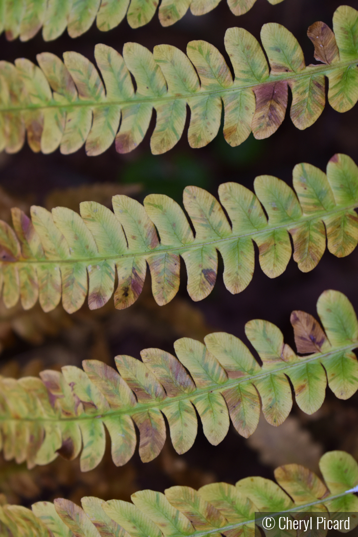 Fern by Cheryl Picard