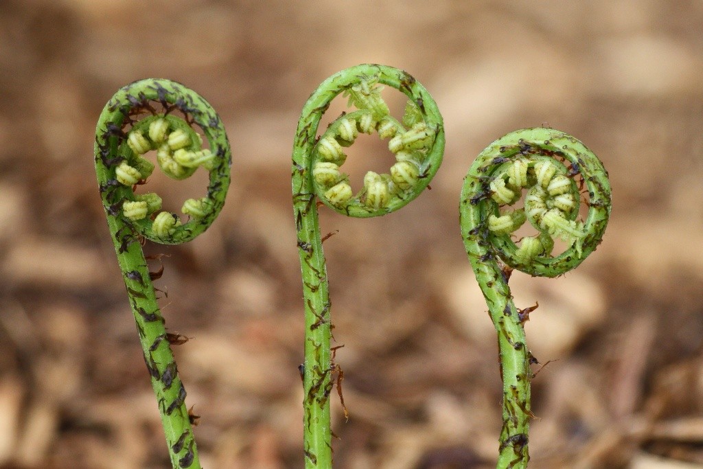 Fiddleheads - Photo by Bill Latournes