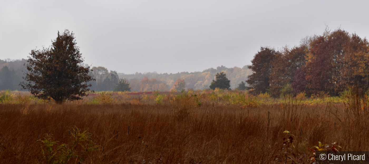 Field of Fall and Fog by Cheryl Picard