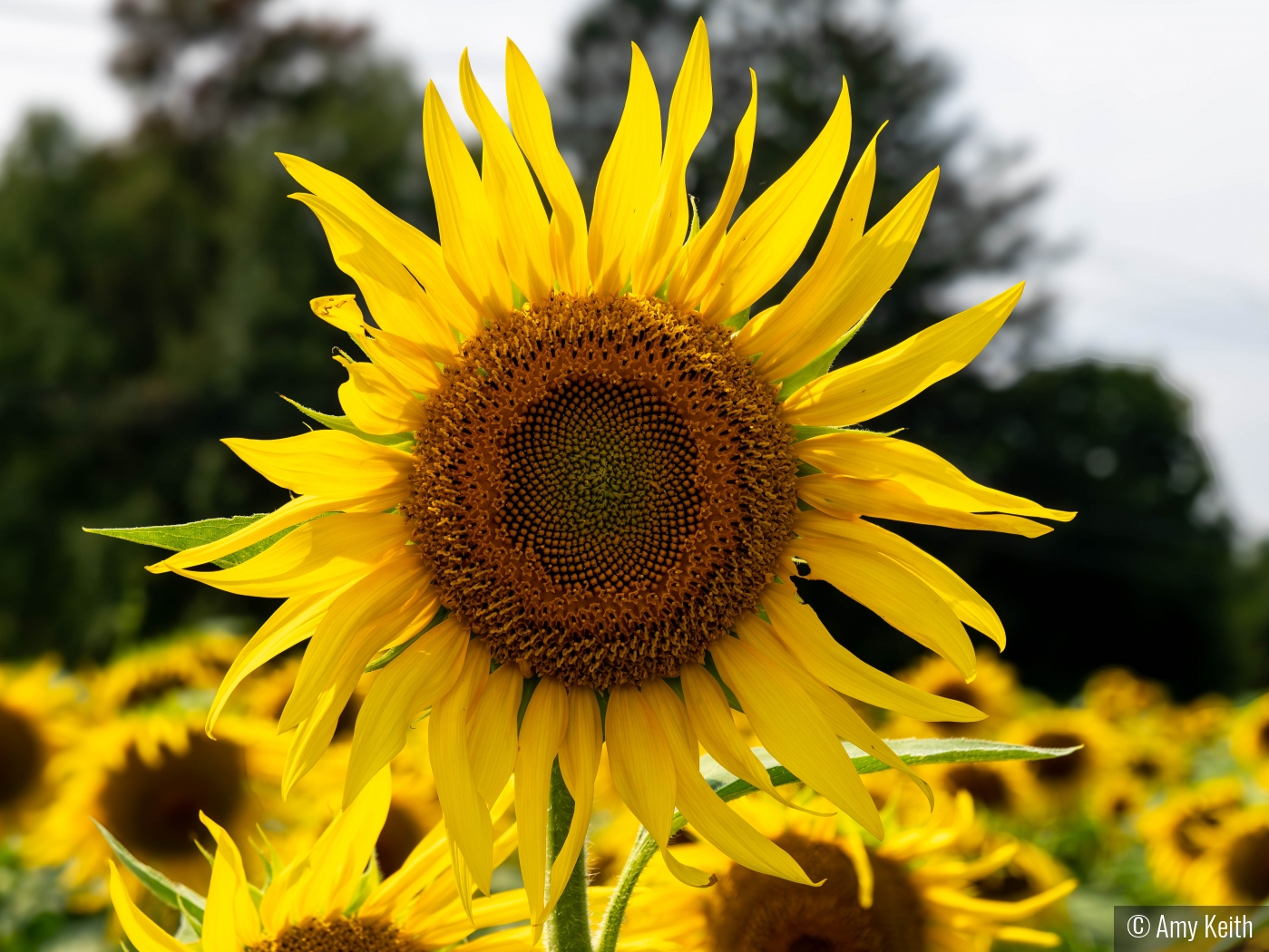 Field of Sunflowers by Amy Keith