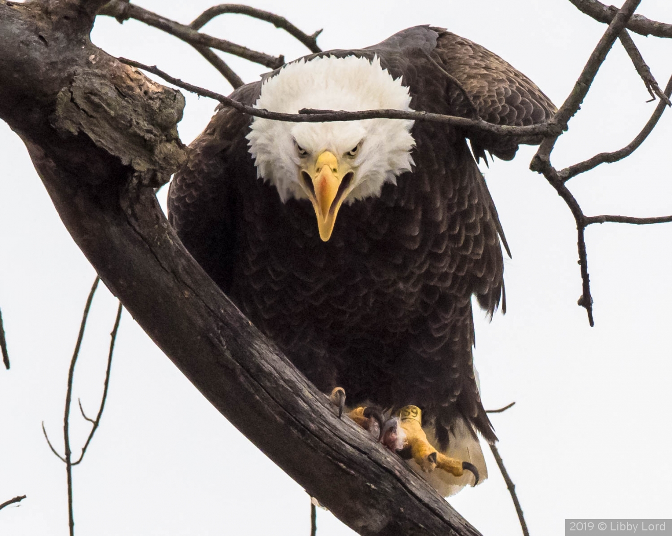 Fierce. by Libby Lord