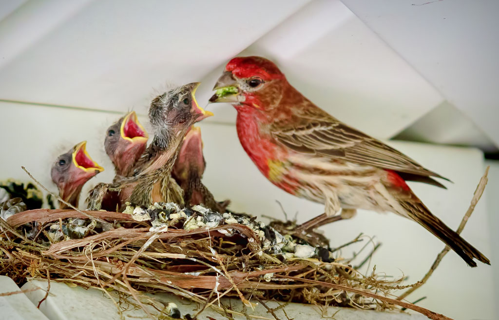 Finch Father Feeds Famished Family by J. John Straub