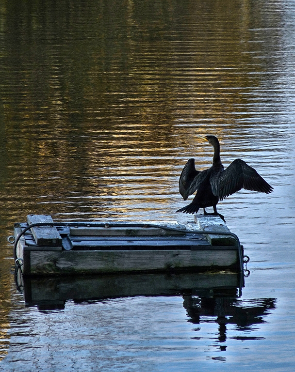 Fisher Meadow at Dusk- Avon CT by Donna JW Griffiths