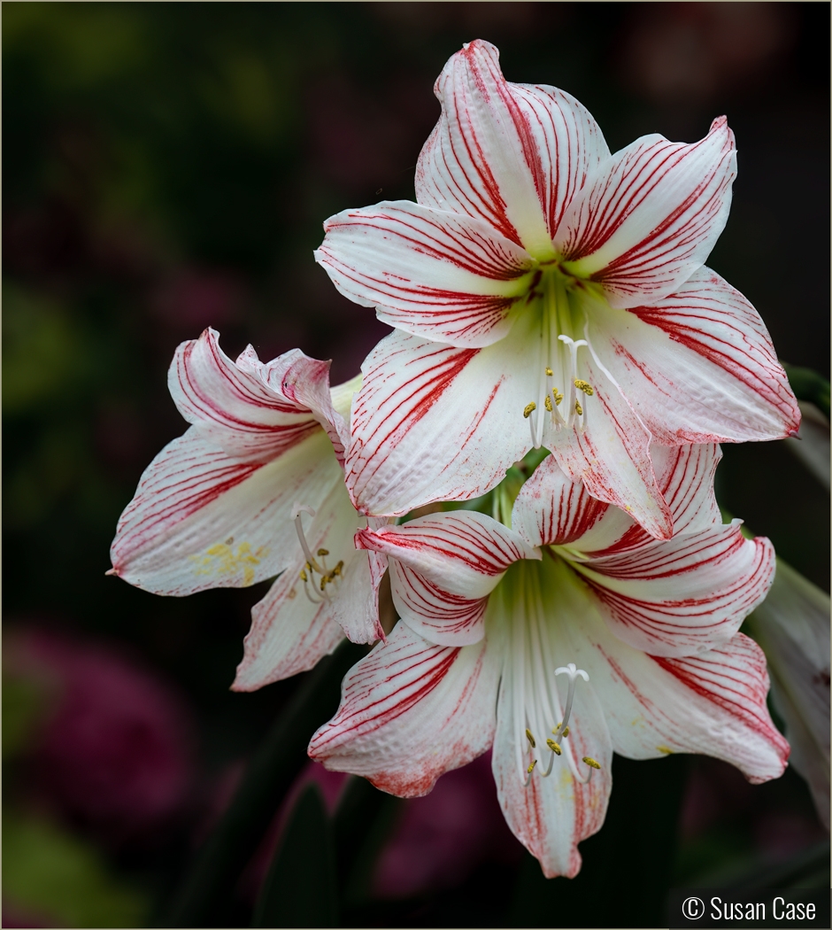 Fleeting beauty by Susan Case