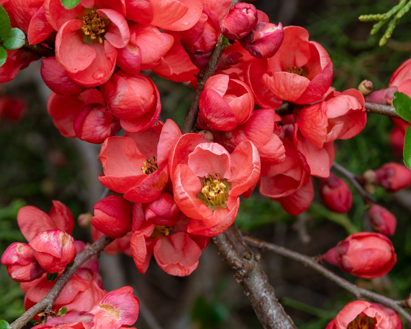 Flowers from the Circle by Peter Rossato