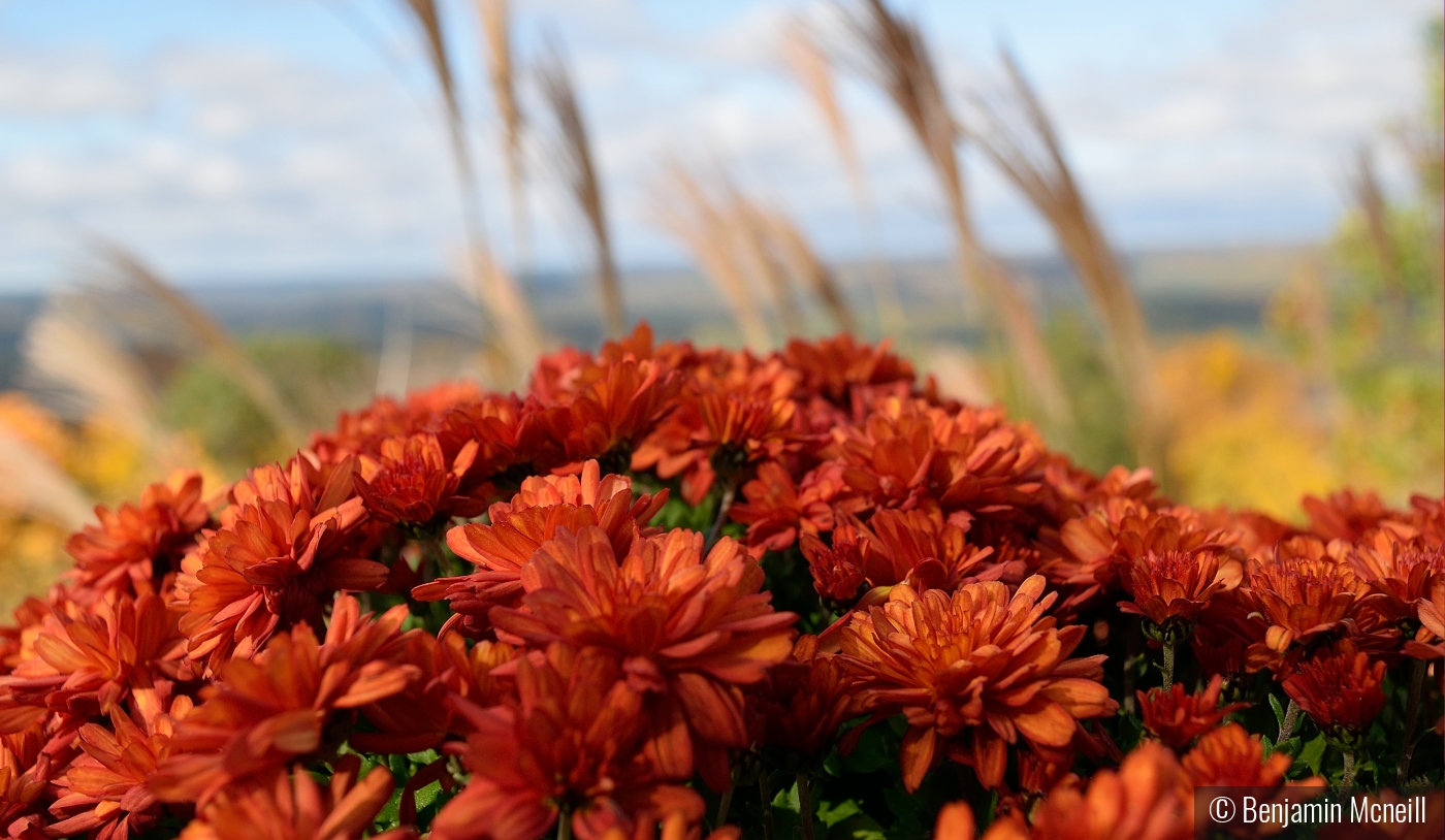 Flowers with a View by Benjamin Mcneill