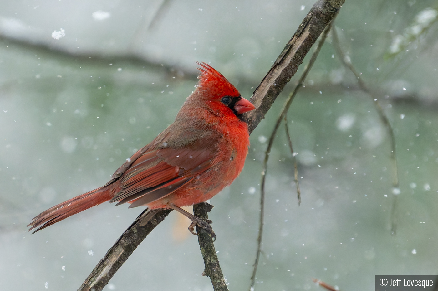 Flurries & Feathers by Jeff Levesque