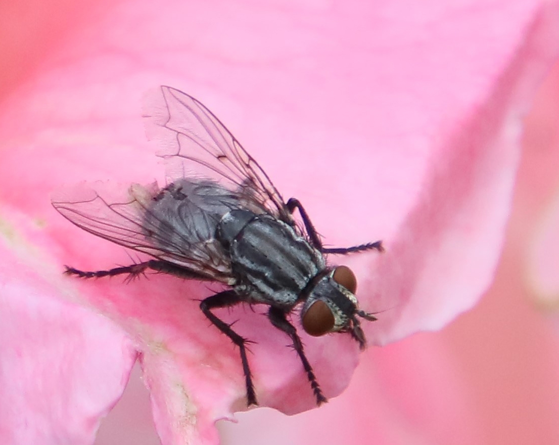 fly in the meadow by Harold Grimes