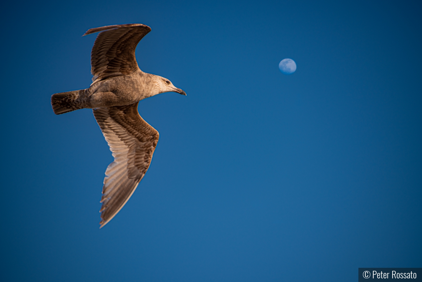 Fly Me to the Moon by Peter Rossato