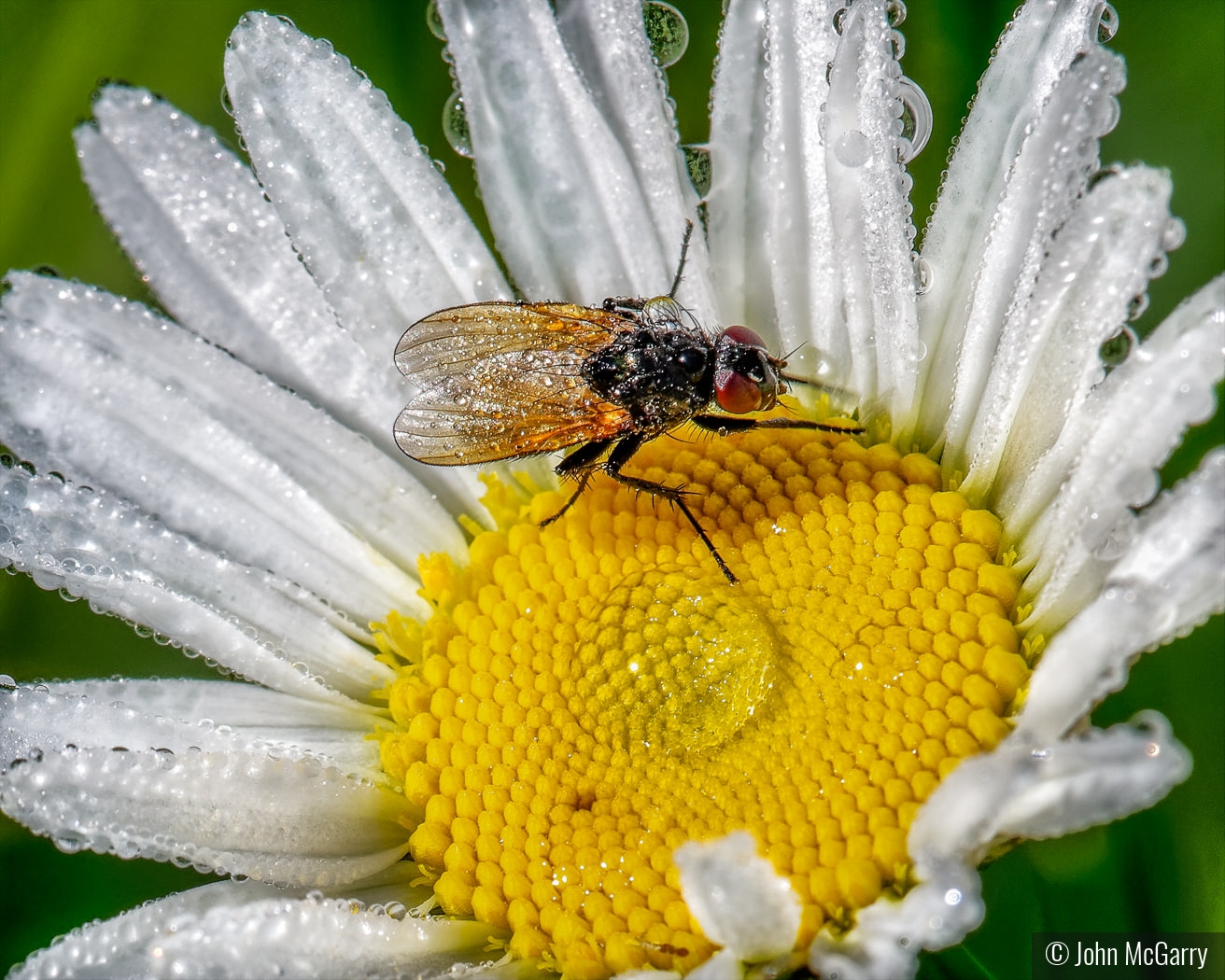 Fly on Daisy by John McGarry