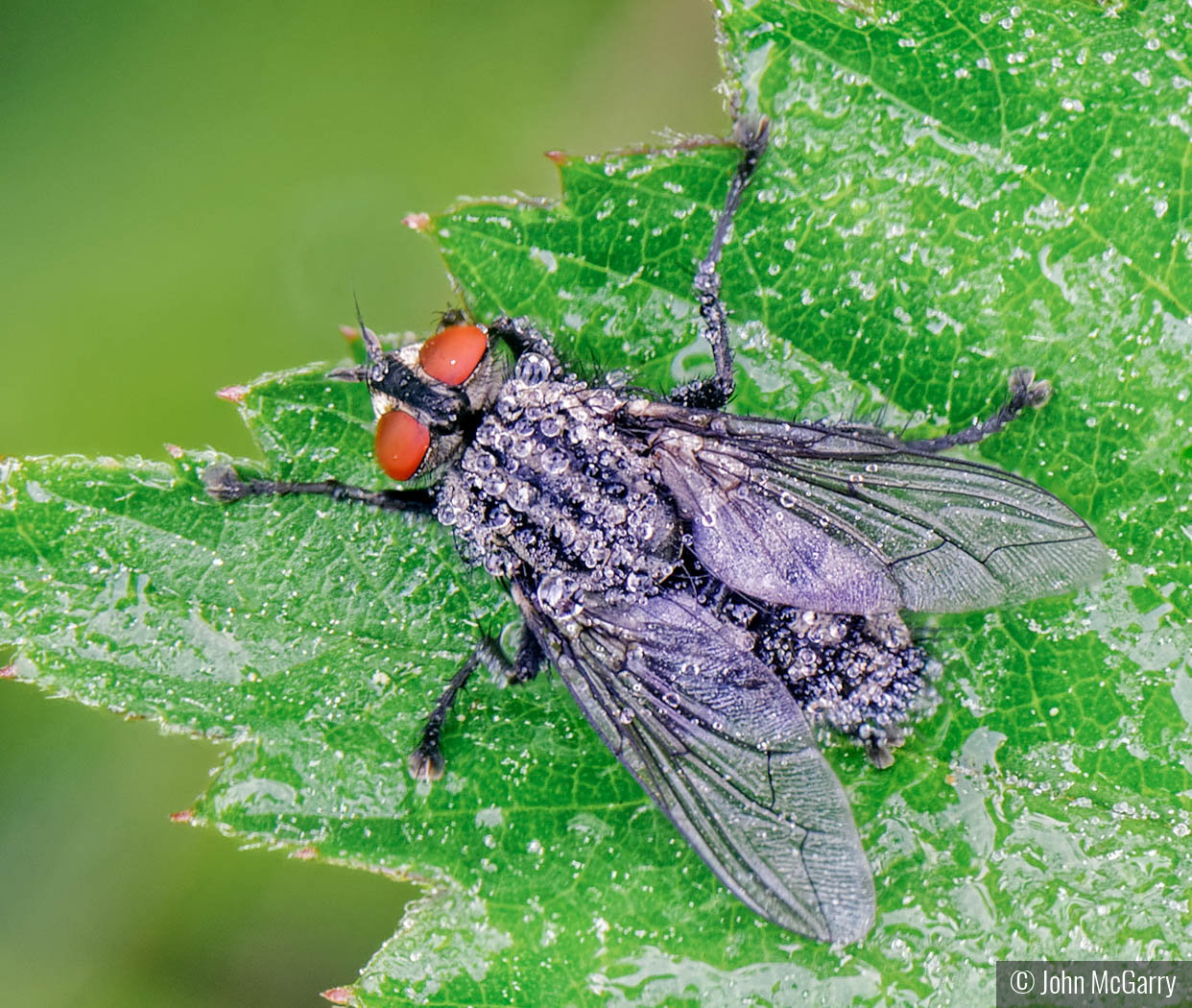 Fly With Dew by John McGarry