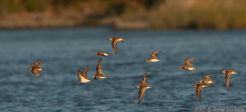 Flying With Style by Rene Durbois