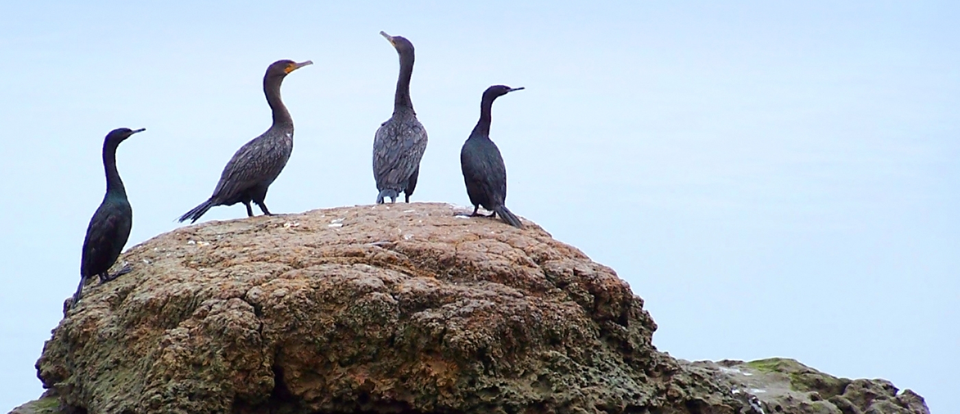 Foggy Cormorants by Bruce Metzger