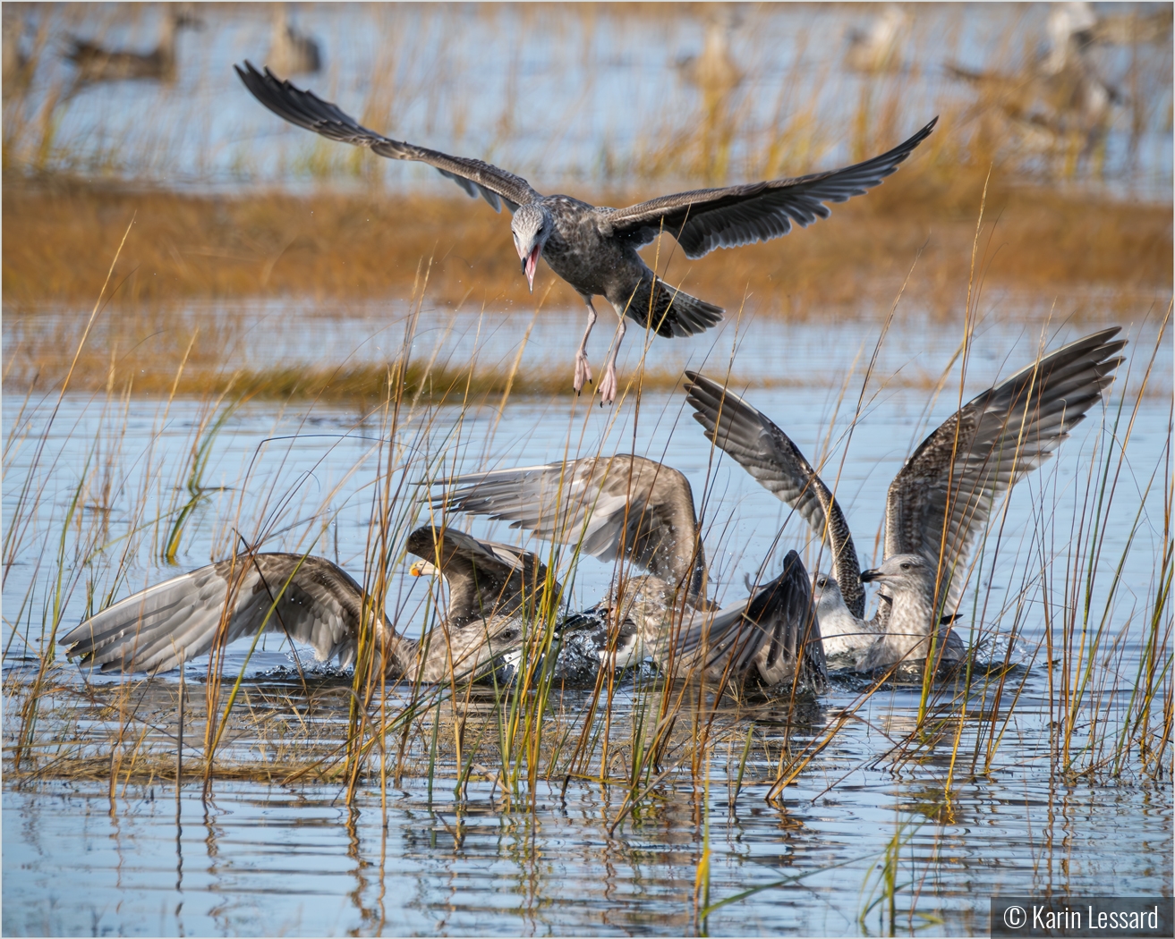 Food Fight by Karin Lessard