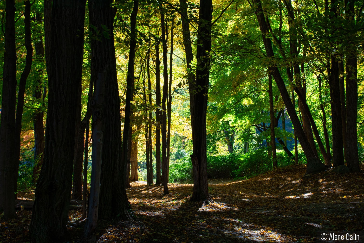 Forest Shadows by Alene Galin