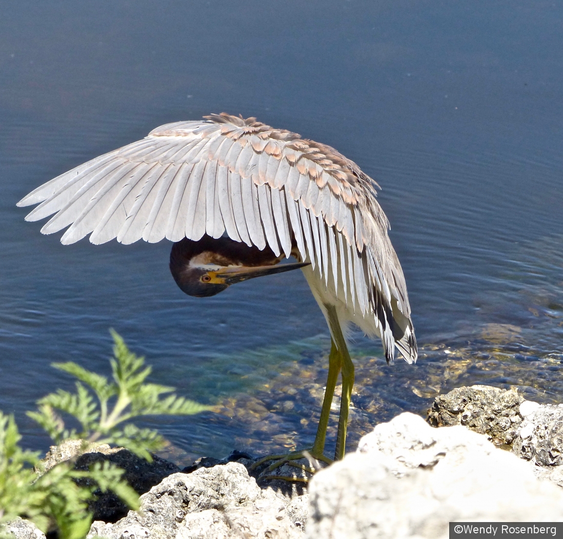 Fortunately I keep my feathers numbered for just such an occasion by Wendy Rosenberg