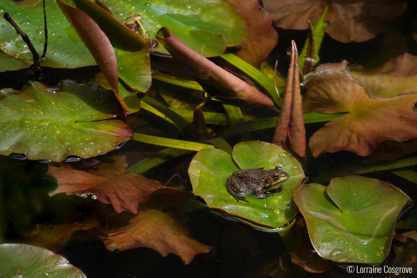 Frog on Lilly Pad by Lorraine Cosgrove