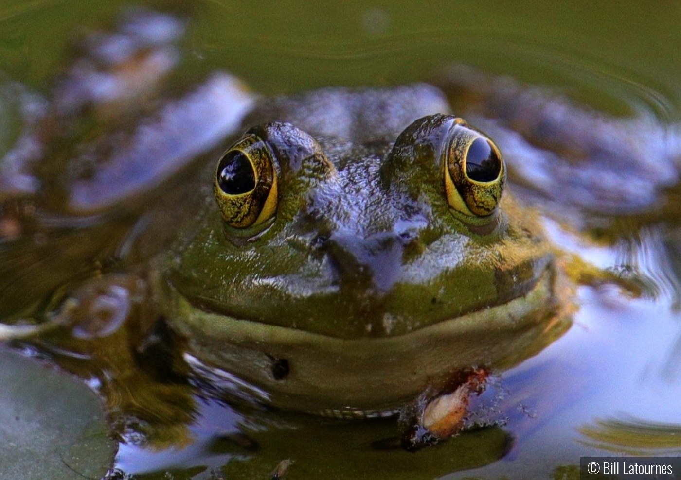 Frog Staring by Bill Latournes