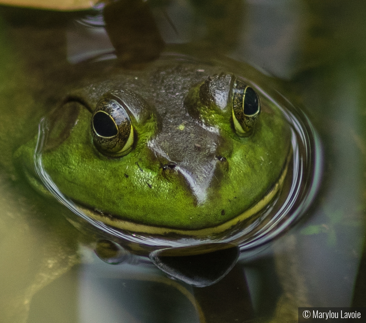 Frog by Marylou Lavoie