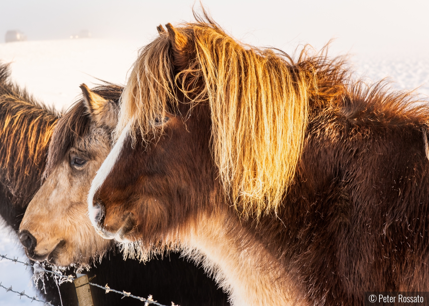 Frost and Ponies by Peter Rossato