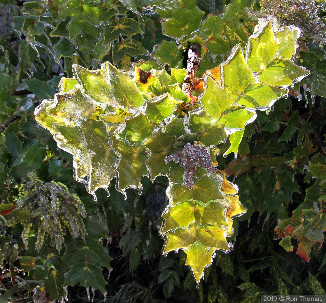 Frozen leaves by Ron Thomas