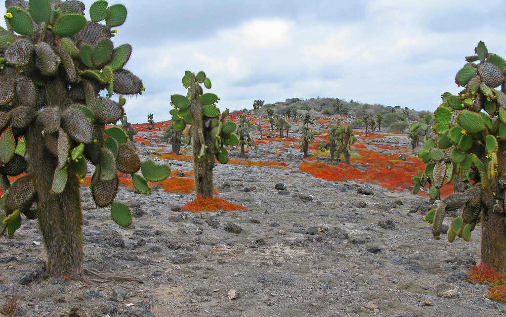 Galapagos Catus Forest by Lou Norton