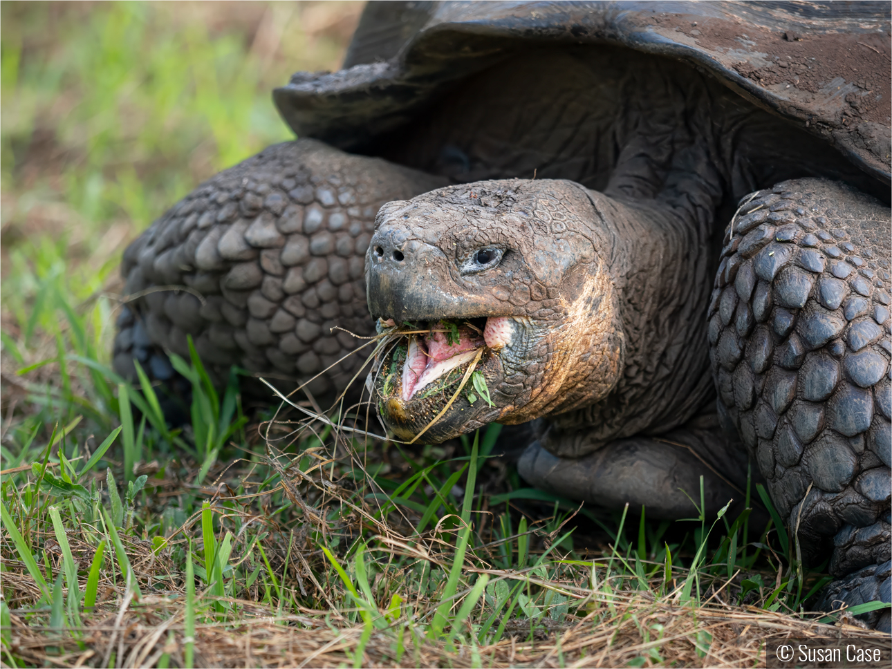 Galapagos Tortoise by Susan Case