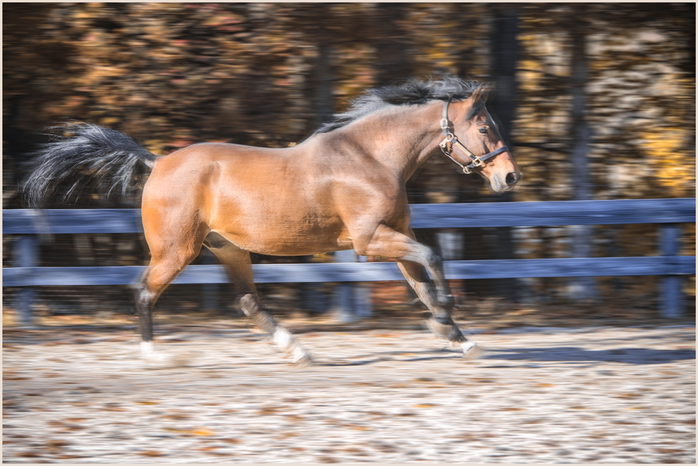 Galloping by Frank Zaremba, MNEC