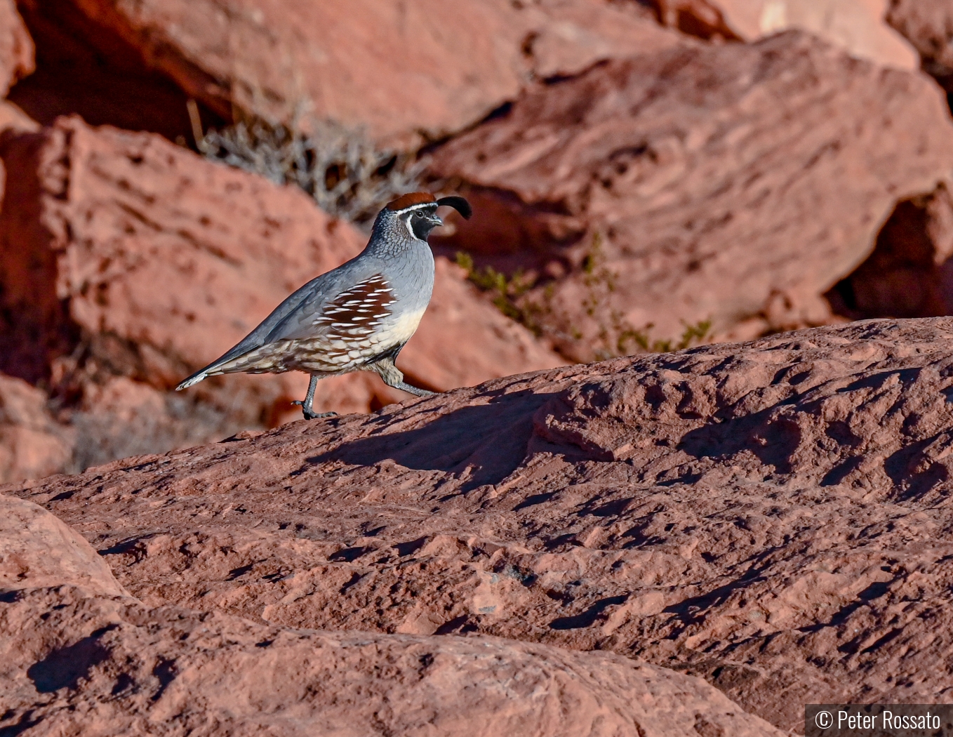 Gambel's Quail by Peter Rossato