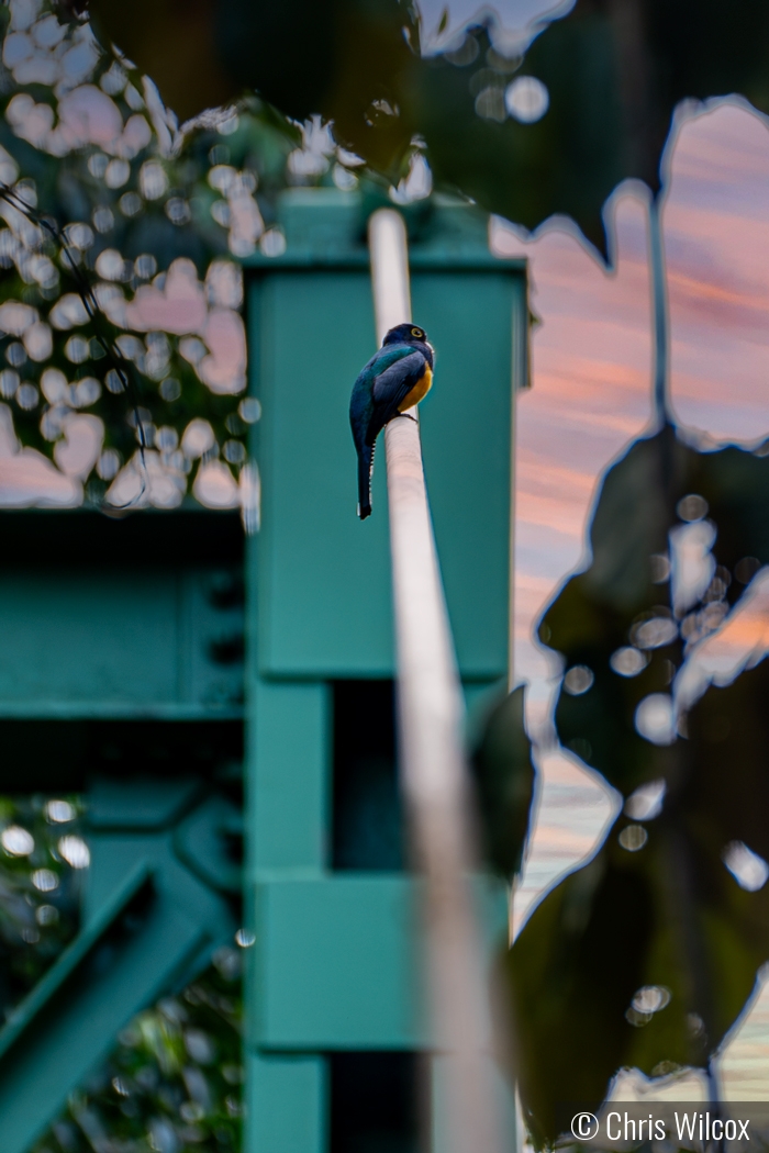 Gartered Trogon by Chris Wilcox