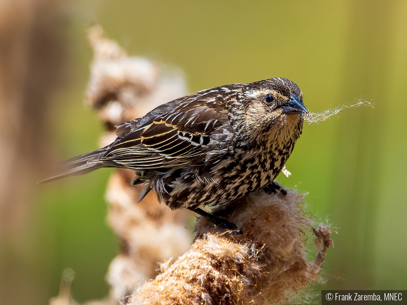 Gathering Nesting Material by Frank Zaremba, MNEC