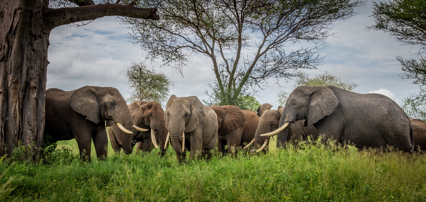 Gathering of the Clan - The Big Boys by Susan Case