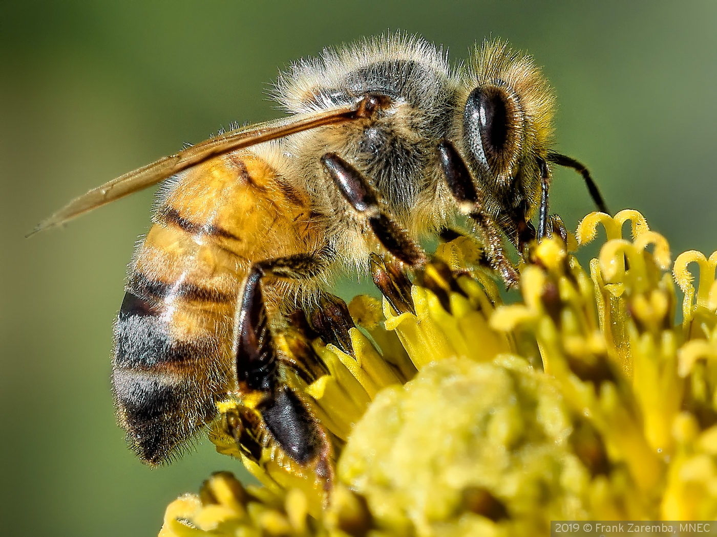 Gathering Pollen by Frank Zaremba, MNEC