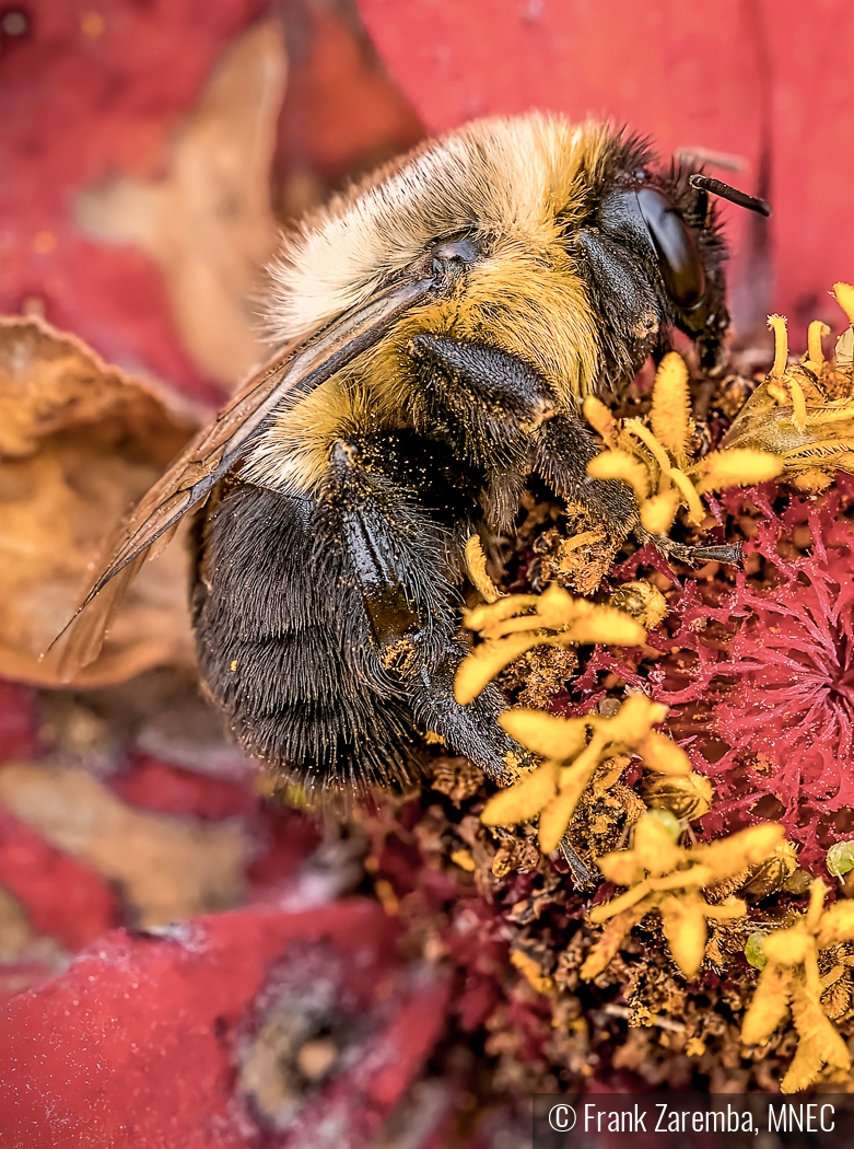 Gathering Pollen by Frank Zaremba, MNEC