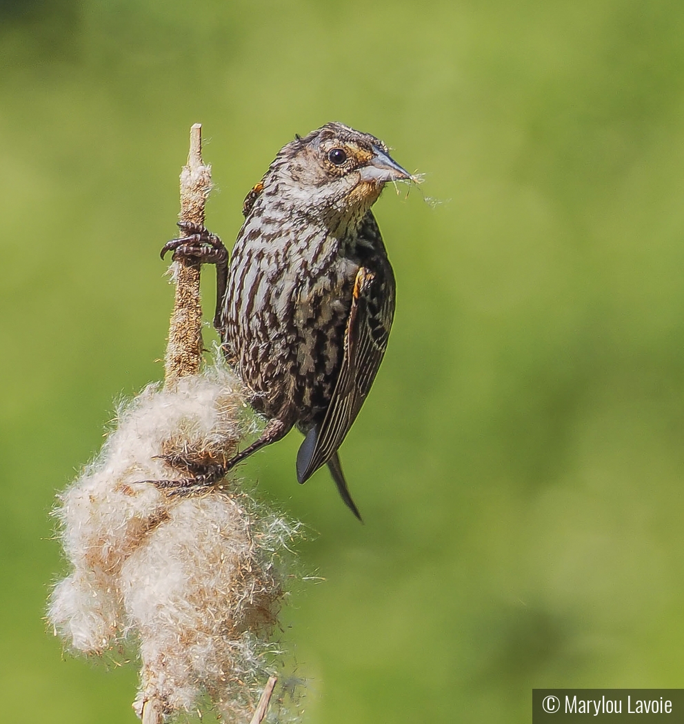 Gathering Supplies by Marylou Lavoie