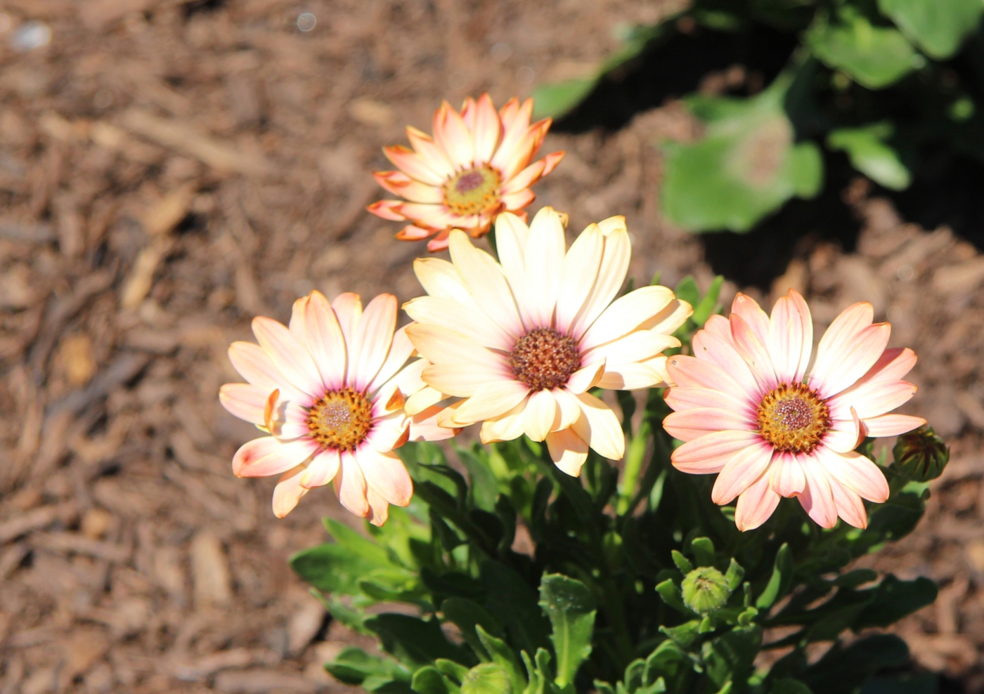 Gerbera daisy by Harold Grimes