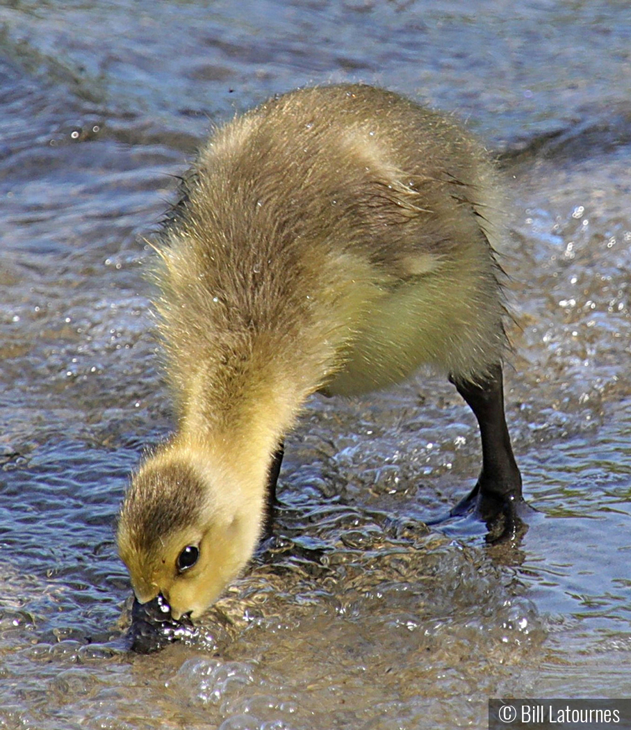 Getting A Drink by Bill Latournes