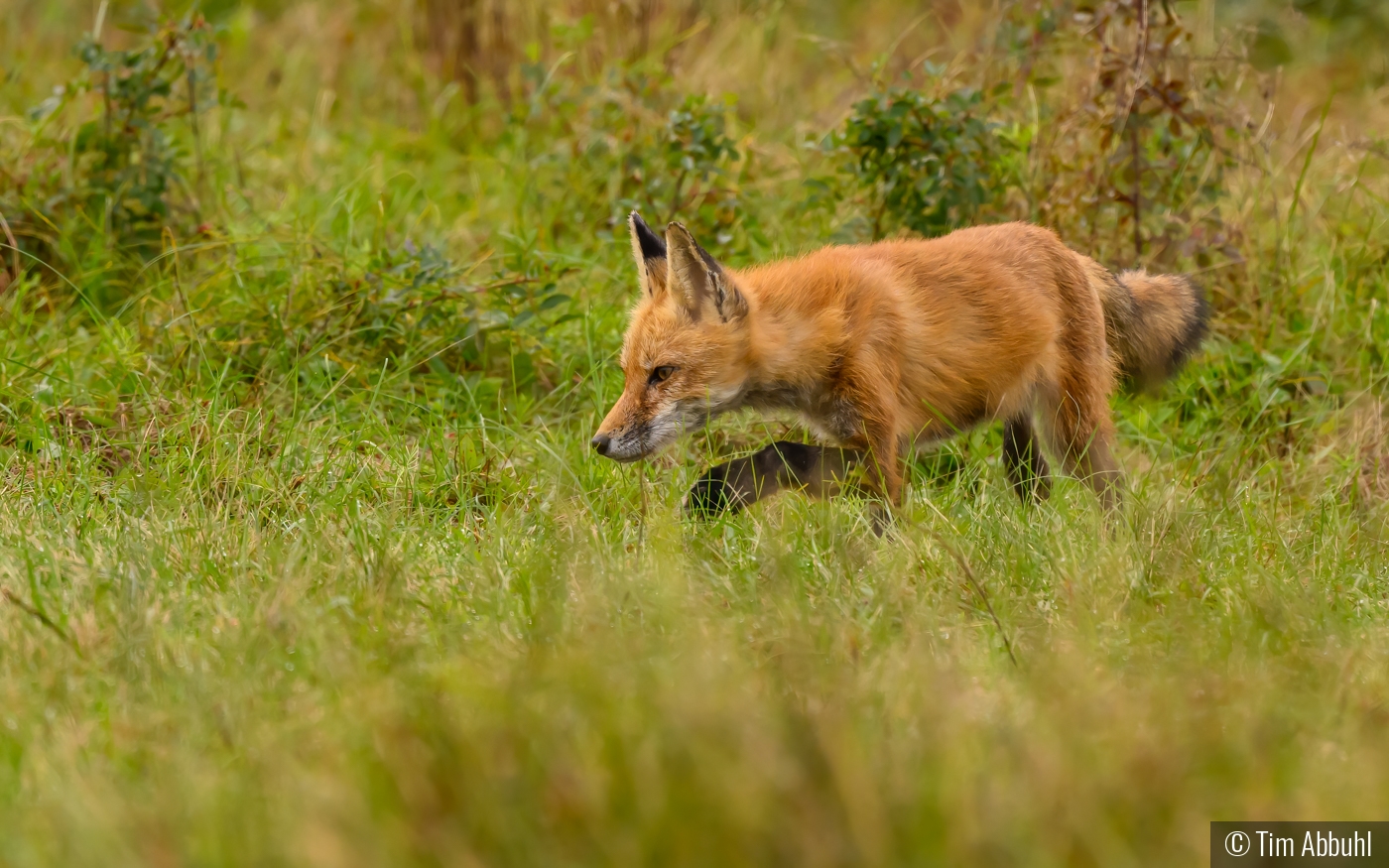 Getting Ready to Pounce by Tim Abbuhl