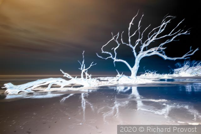 Ghost tree, Jekyll Is. GA by Richard Provost