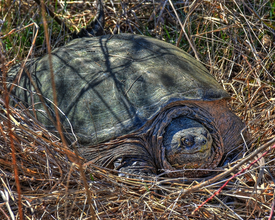 Giant Black Mud Turtle by Dolph Fusco