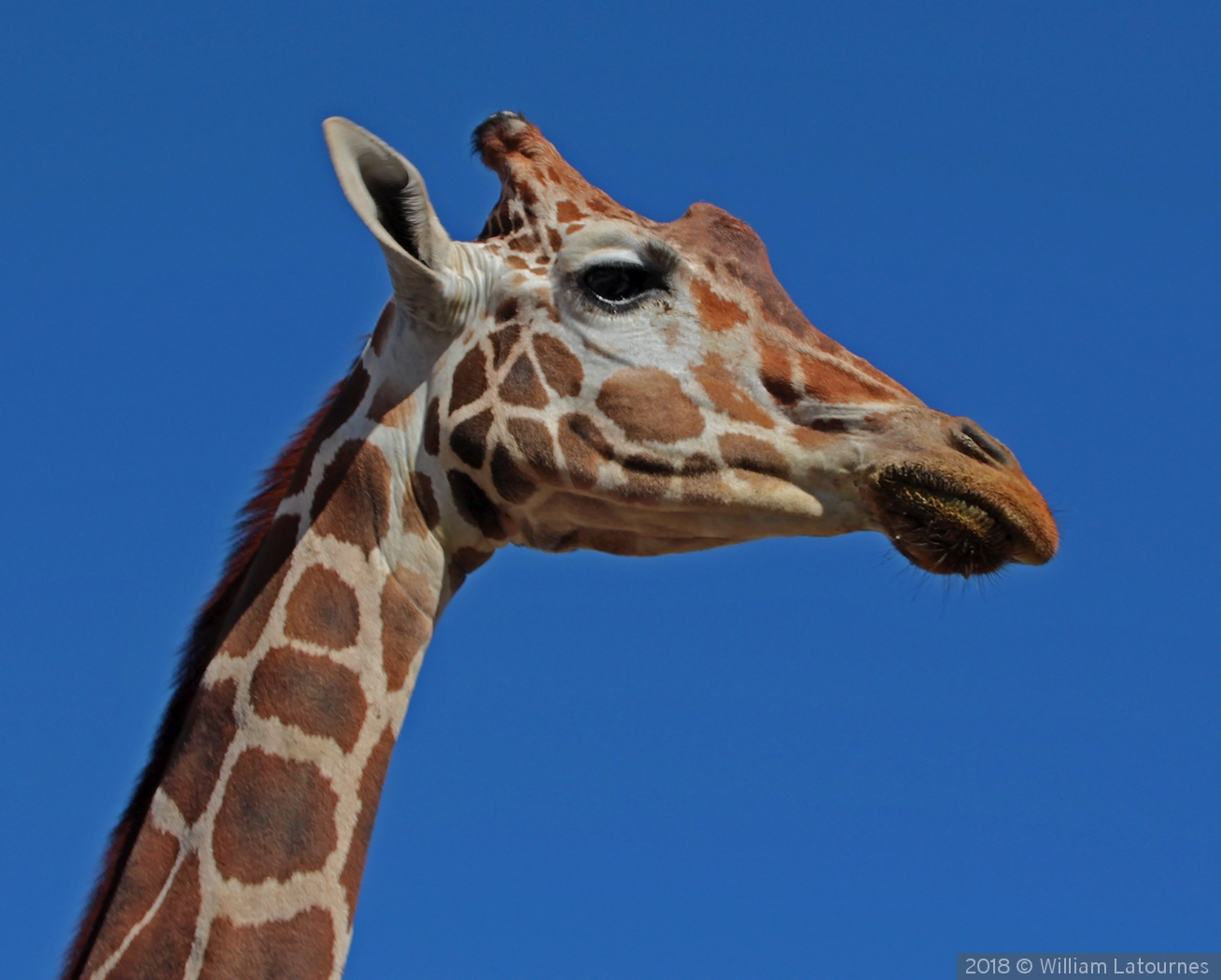 Giraffe by William Latournes