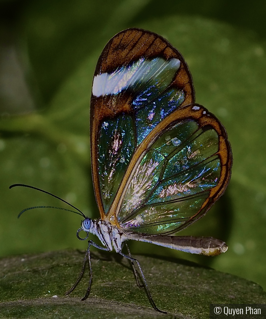 Glass Butterfly by Quyen Phan