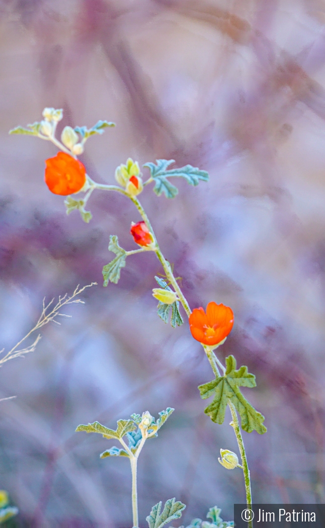 Globemallow Flower by Jim Patrina