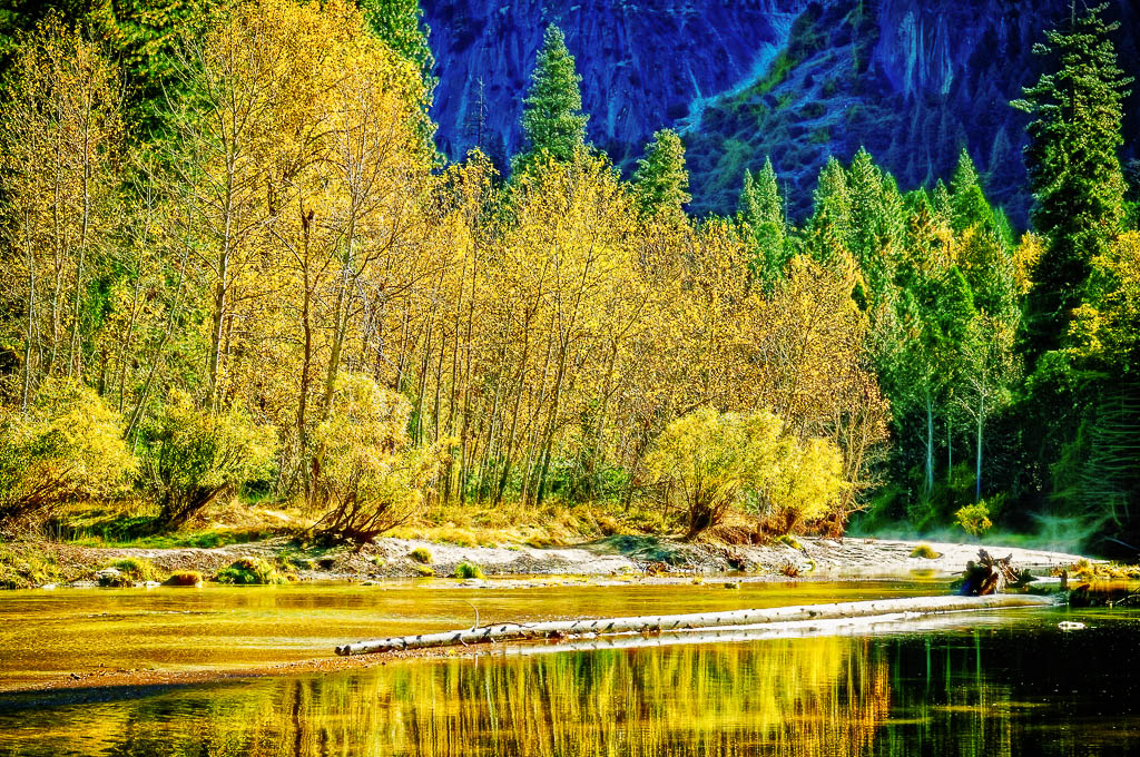 Glowing Aspens by John McGarry