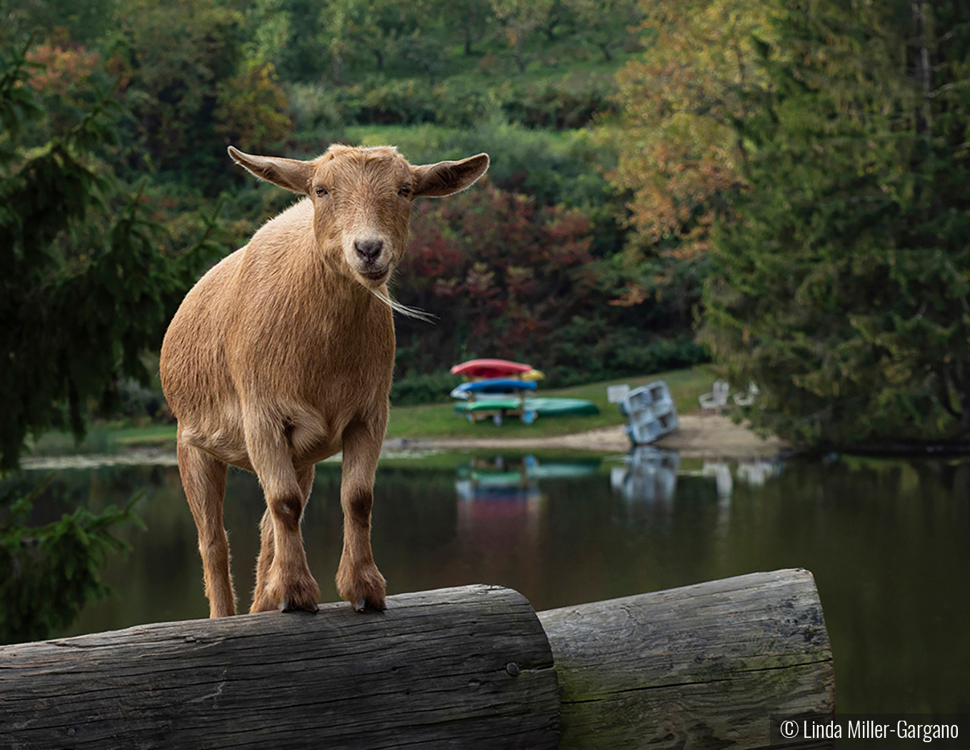 Goat on a Log by Linda Miller-Gargano